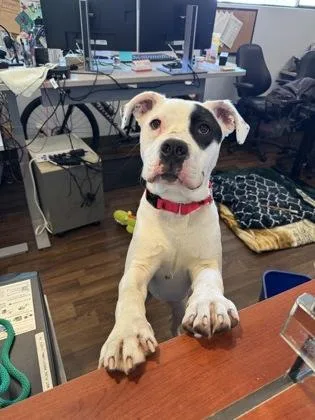 A young large-sized male American Staffordshire Terrier dog named Magoo for adoption in Seattle, WA