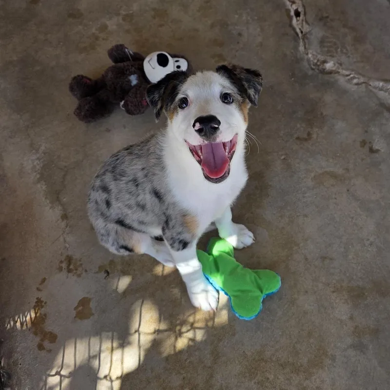 A baby medium-sized male Terrier dog named Arlo for adoption in Oxford, ME