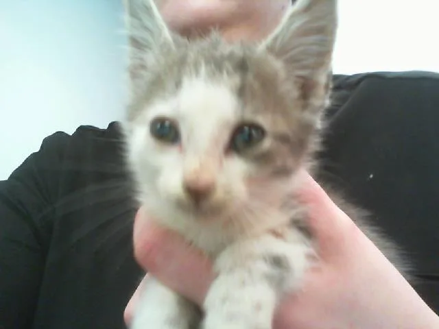 A baby small-sized male Domestic Short Hair cat named A for adoption in Charlotte, NC
