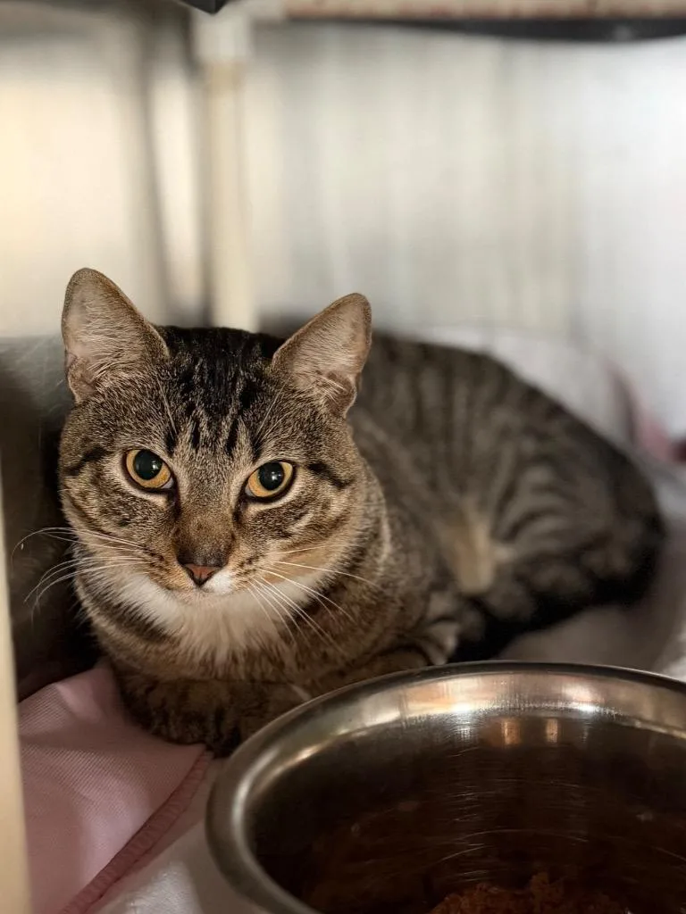 A young medium-sized male Domestic Short Hair cat named Phoenix for adoption in Port Jervis, NY