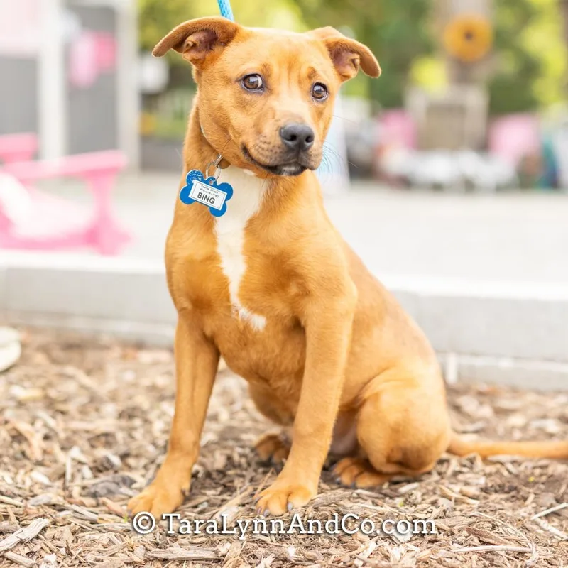A young medium-sized male Brown / Chocolate Labrador Retriever dog named Bing for adoption in Wake Forest, NC