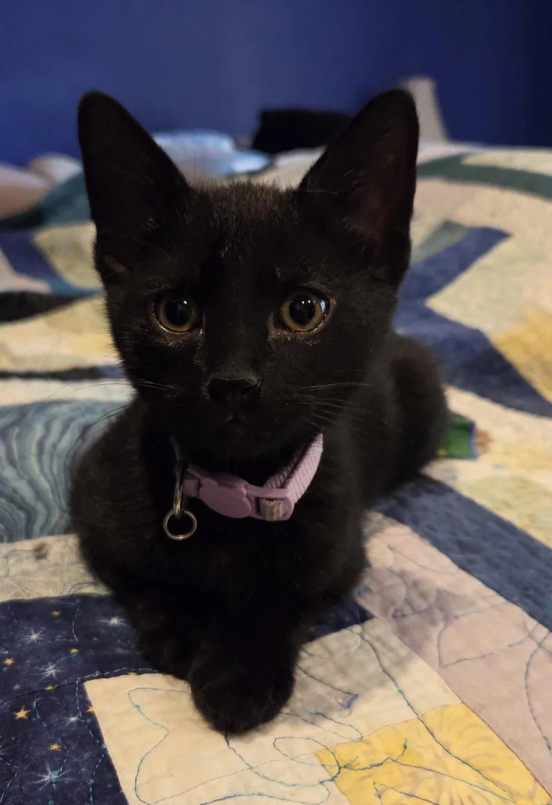 A baby medium-sized female Black Domestic Short Hair cat named Patti for adoption in Broomall, PA