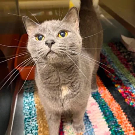 An adult medium-sized female Gray / Blue / Silver Domestic Short Hair cat named Saya for adoption in Concord, NC