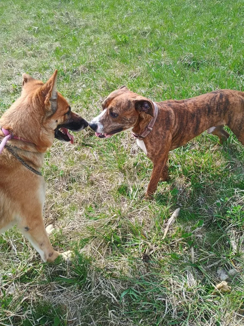 An adult large-sized female Apricot / Beige German Shepherd Dog dog named Story for adoption in Liberty, IN