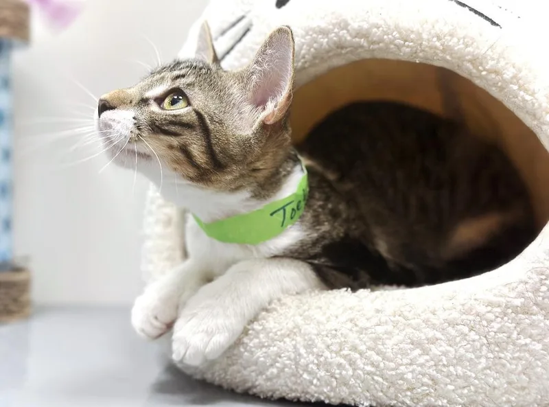 A baby small-sized male Domestic Short Hair cat named Toeby for adoption in Deland, FL