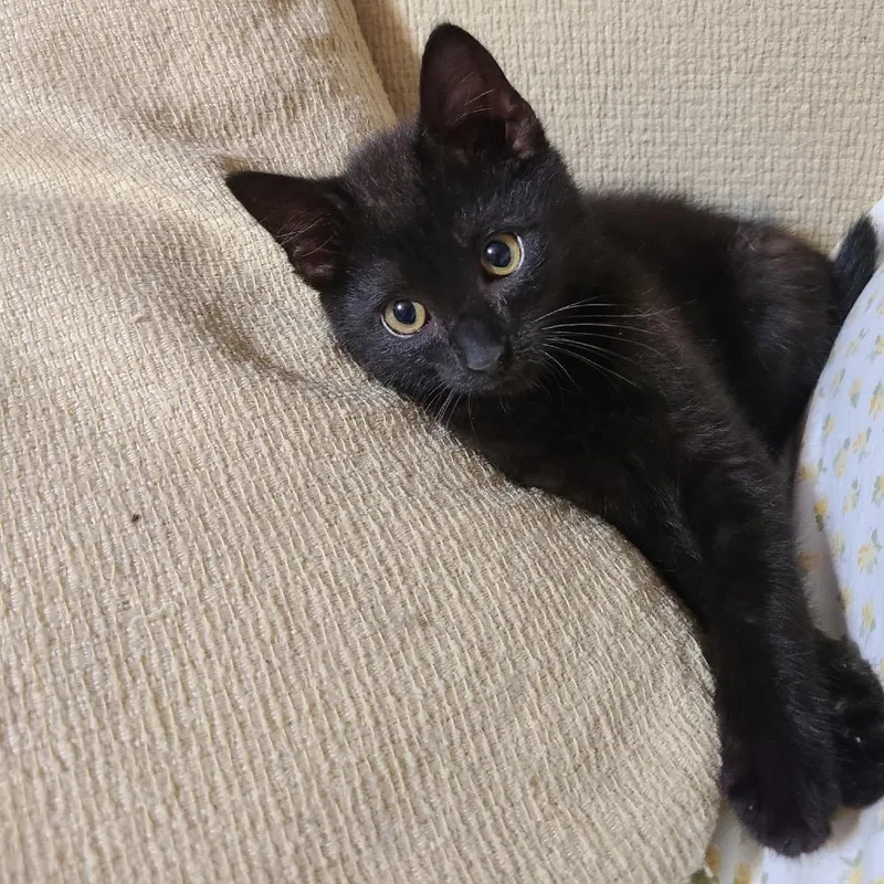 A baby small-sized female Black Domestic Short Hair cat named Sasha Hill for adoption in Woodstock, VA