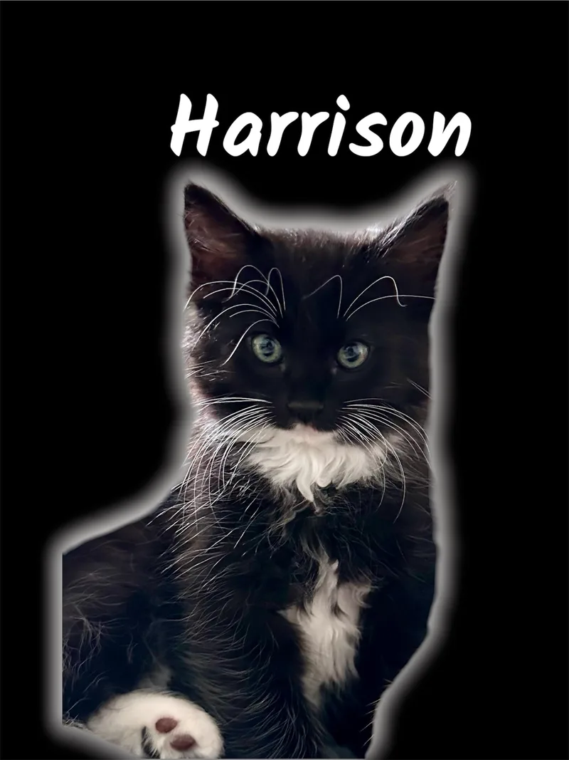 A baby small-sized male Black & White / Tuxedo Domestic Medium Hair cat named Harrison for adoption in Auburn, CA