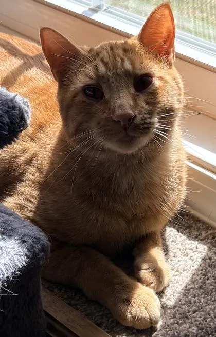 An adult medium-sized male Domestic Short Hair cat named George for adoption in Shawano, WI