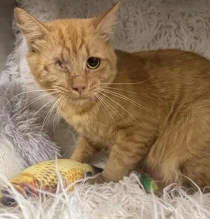 A young medium-sized male Domestic Medium Hair cat named Jack for adoption in Conway, SC