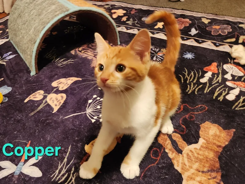 A baby small-sized male Orange & White Domestic Short Hair cat named Copper for adoption in Warminster, PA