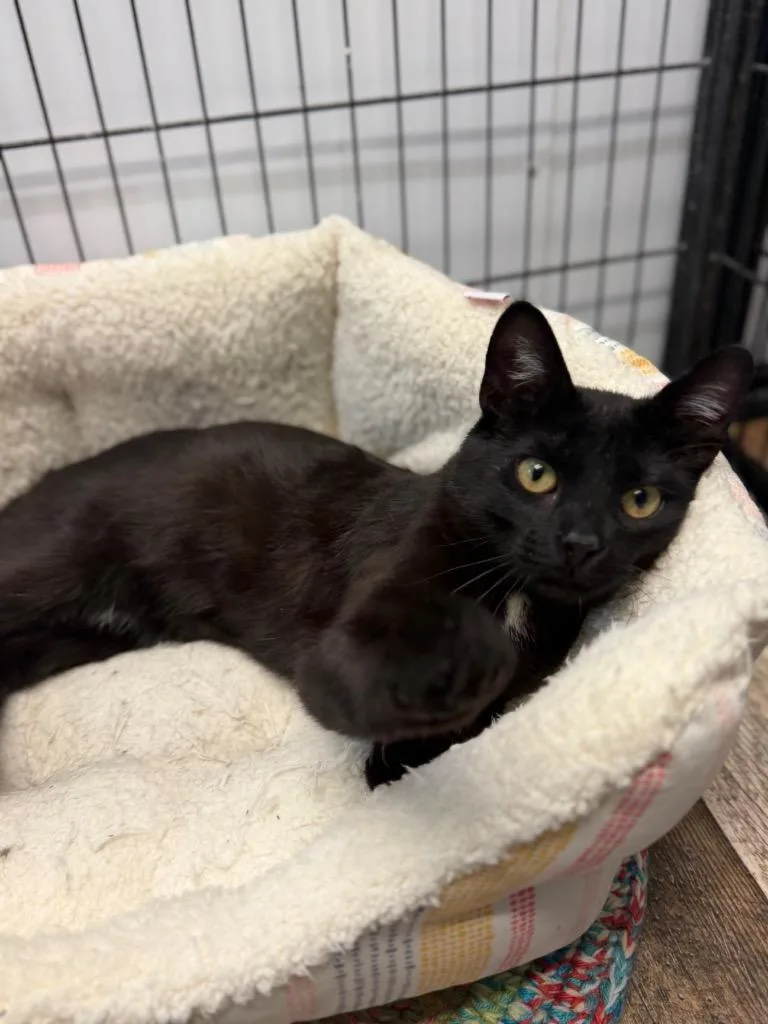 A baby medium-sized male Domestic Short Hair cat named Gunner for adoption in Algona, IA