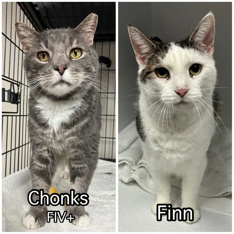 An adult large-sized male Tabby (Gray / Blue / Silver) Domestic Short Hair cat named Chonks& Finn for adoption in Breinigsville, PA