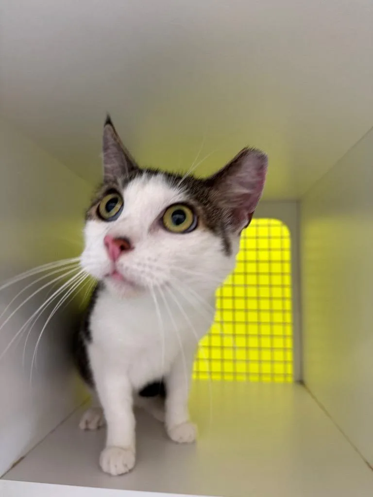 An adult medium-sized male Domestic Short Hair cat named Wendell for adoption in Fort Myers, FL