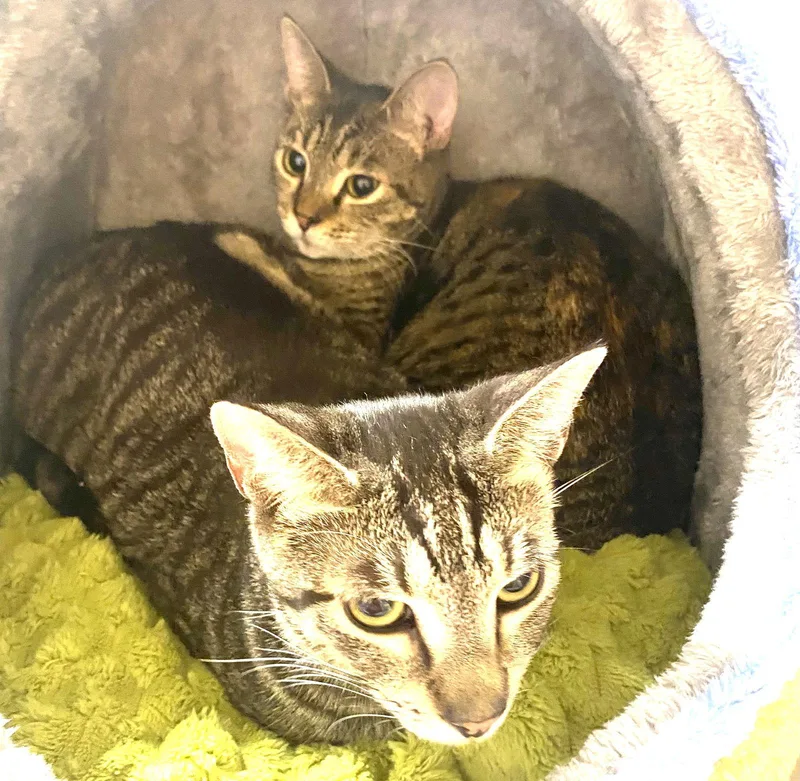 Trouble And Sugar Ray