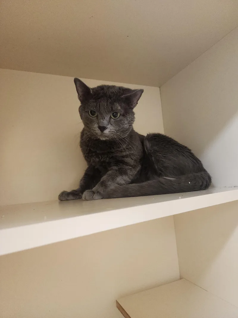 An adult large-sized male Domestic Short Hair cat named 26-24 for adoption in Ridgecrest, CA