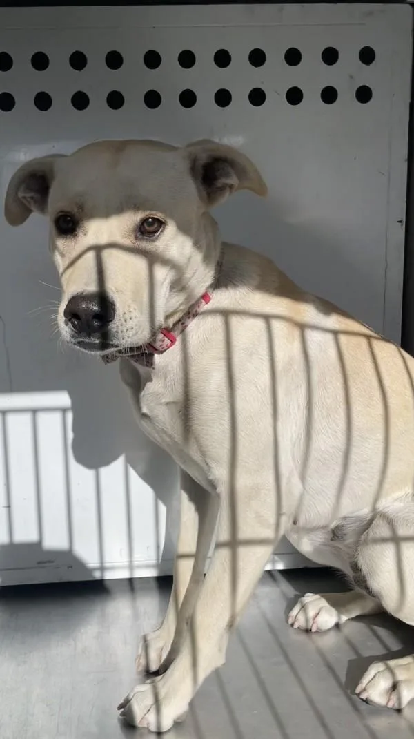 An adult medium-sized female Labrador Retriever dog named Iyawna for adoption in Victorville, CA