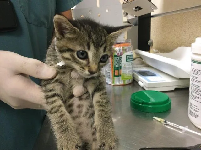 A young small-sized female Domestic Short Hair cat named Lovebug for adoption in Riverside, CA