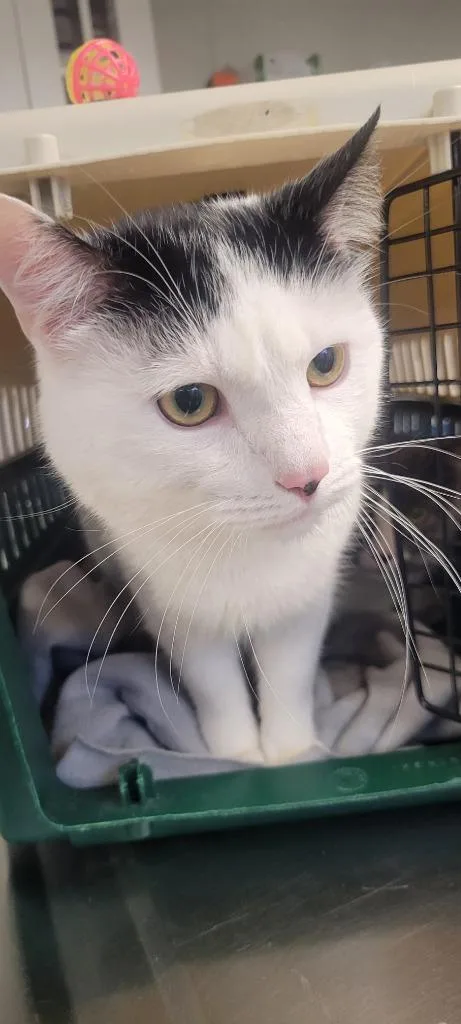 A young medium-sized male Domestic Short Hair cat named Smidge for adoption in New Kensington, PA