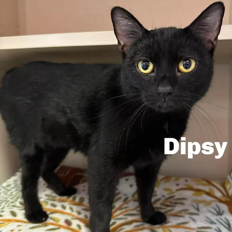 Dipsy