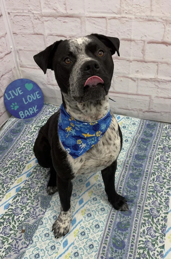 An adult large-sized male Catahoula Leopard Dog dog named Porkpie for adoption in Detroit, MI