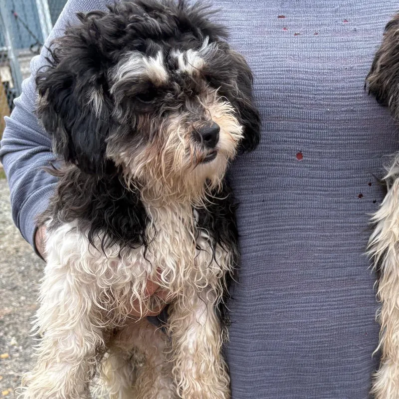 A young small-sized female Black Shih Tzu dog named Tulip for adoption in Pennsville, NJ