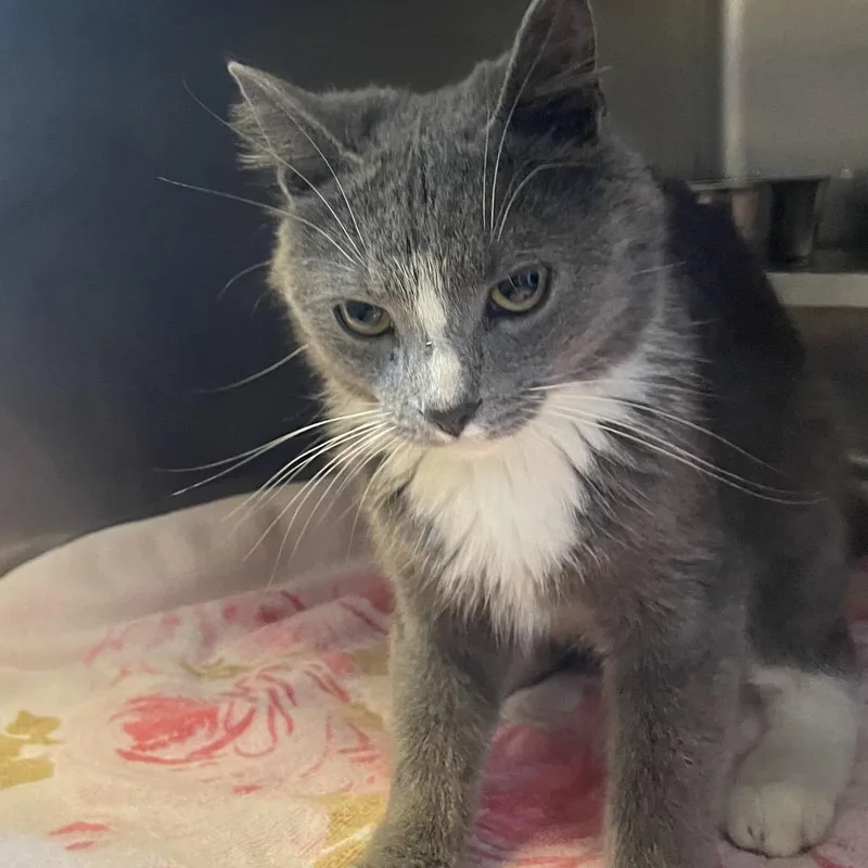 An adult medium-sized female Gray / Blue / Silver Domestic Short Hair cat named Eclipse for adoption in Bristol, IN