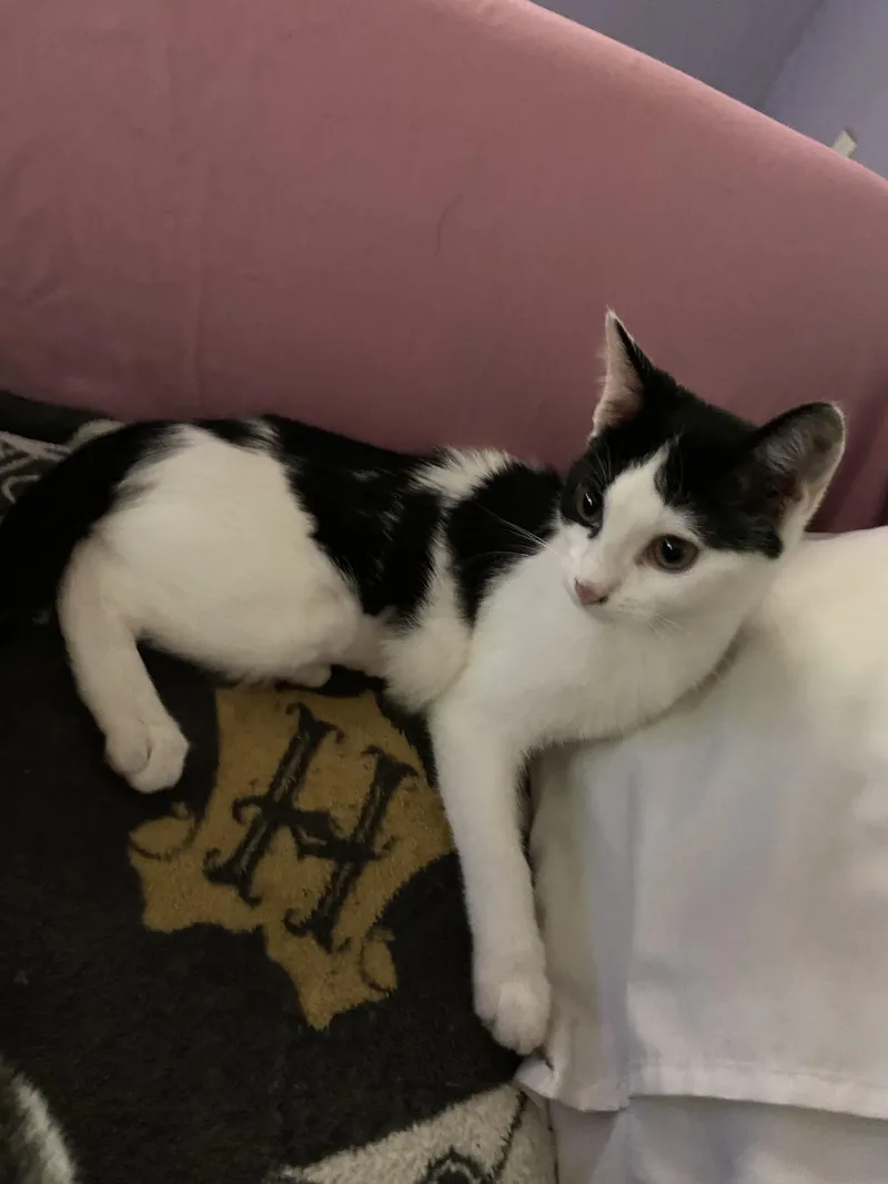 Double Stuff thumbnail 2