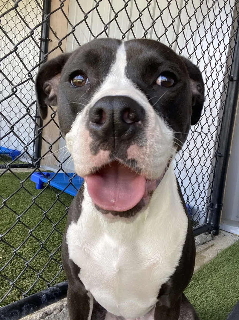 A young medium-sized female Black Pit Bull Terrier dog named River for adoption in Richmond, KY