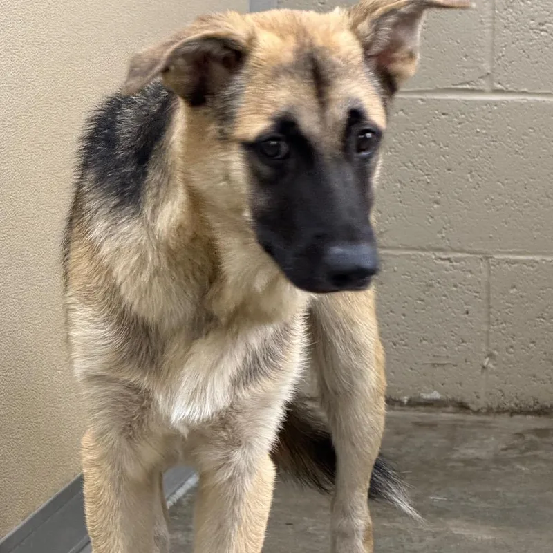 A young medium-sized male Black German Shepherd Dog dog named Tracker for adoption in Madisonville, KY