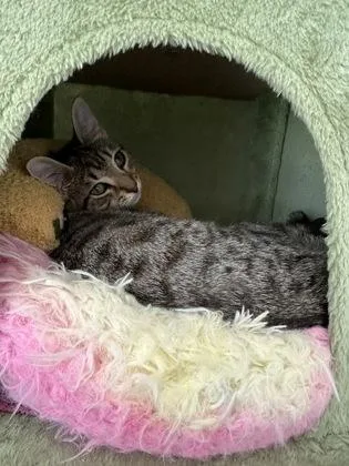 A baby small-sized female Domestic Short Hair cat named Tac for adoption in Atlanta, GA