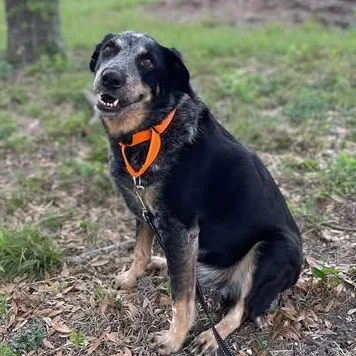 Gus