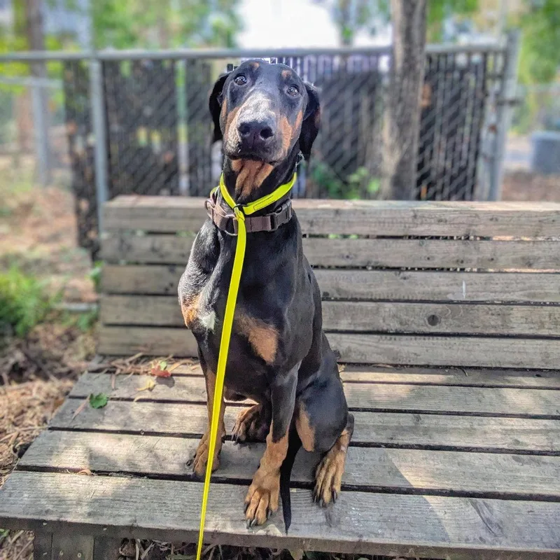 A young large-sized male Doberman Pinscher dog named Princeton for adoption in Oakland, CA