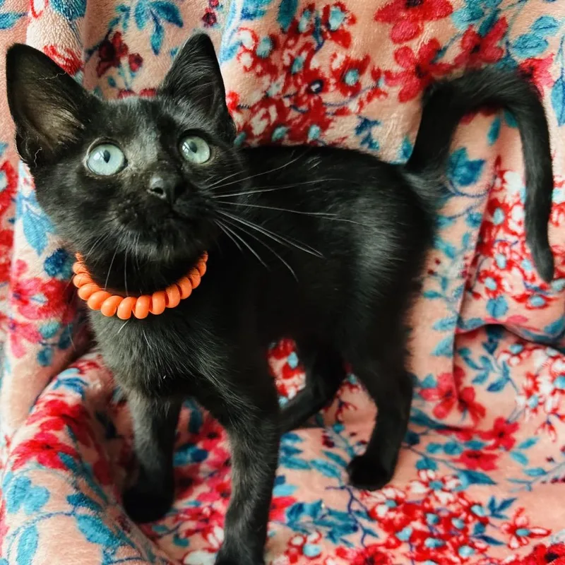 A baby small-sized female Black Domestic Short Hair cat named Victoria for adoption in Santa Fe, TX