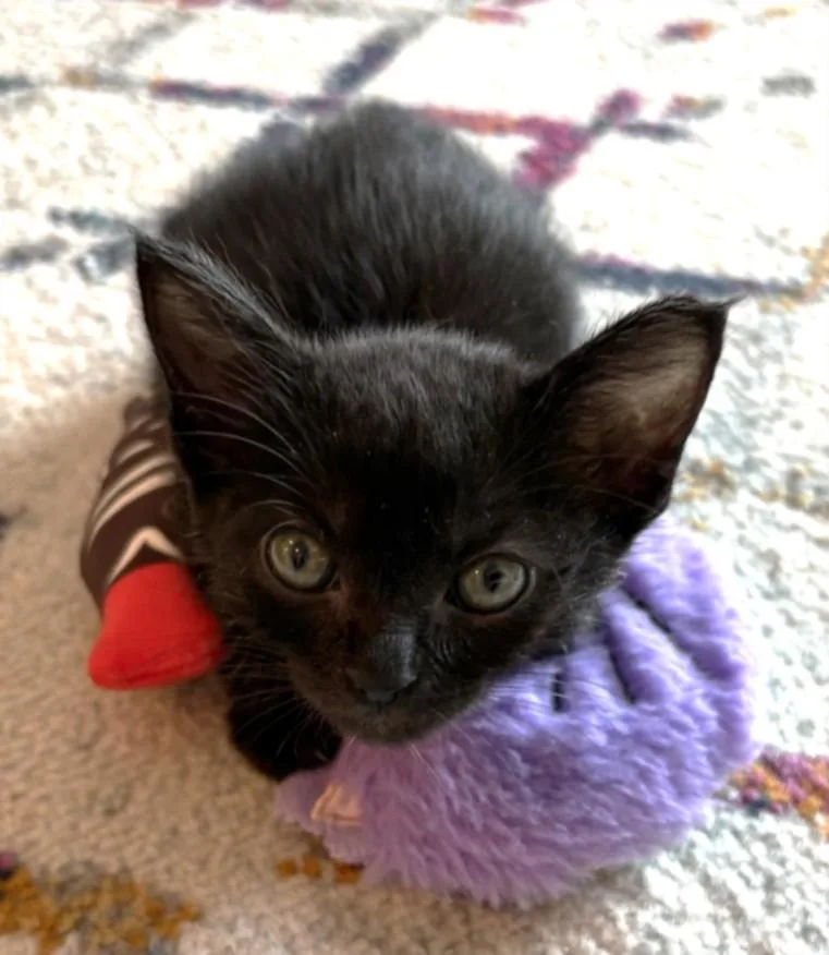 A baby small-sized female Domestic Short Hair cat named Opal for adoption in Los Angeles, CA