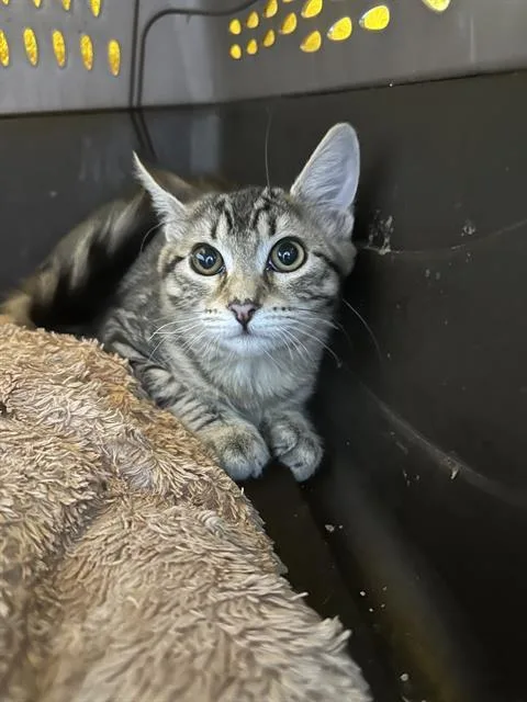 A baby small-sized female Domestic Long Hair cat named Taylor for adoption in Bakersfield, CA