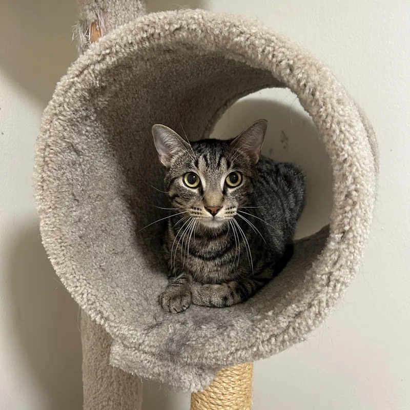 A young medium-sized male Tabby (Buff / Tan / Fawn) Domestic Short Hair cat named Colin for adoption in Royal Oak, MI
