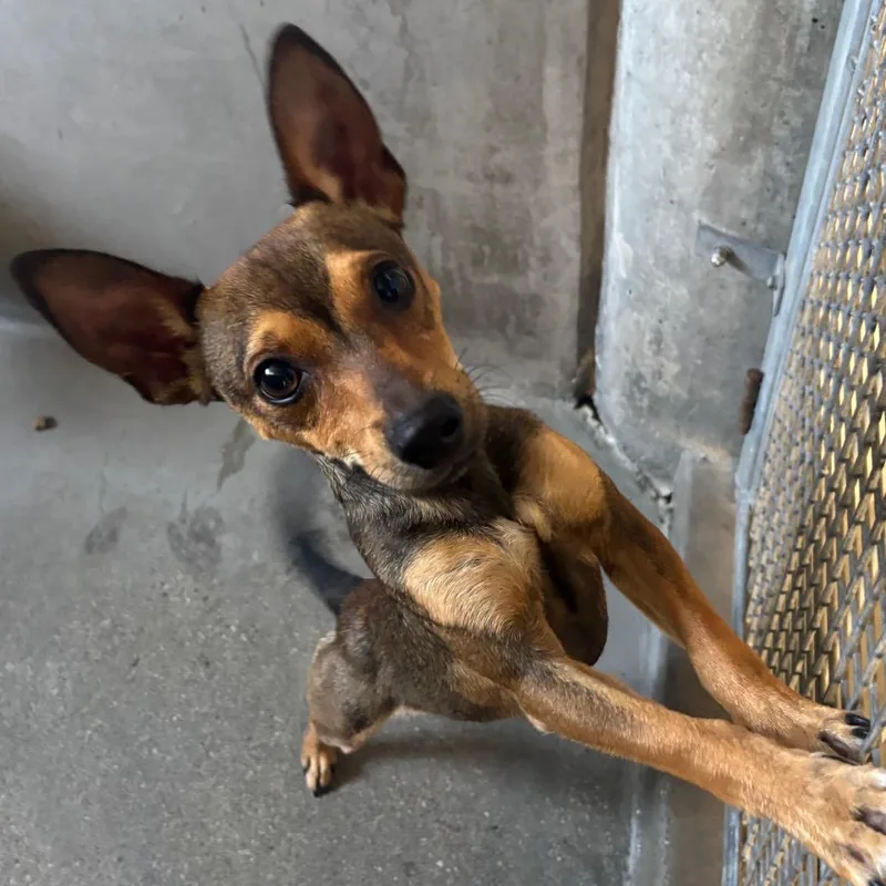 A young small-sized male Brown / Chocolate Chihuahua dog named Taylen for adoption in Middletown, NY