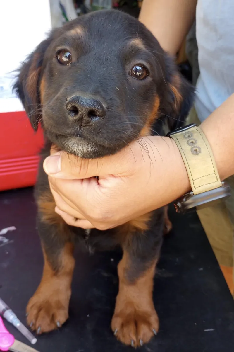 A baby medium-sized male Tricolor (Brown, Black, & White) Rottweiler dog named Shy Guy for adoption in Burbank, CA