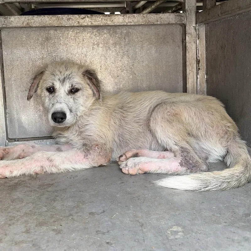 A baby small-sized male White / Cream Great Pyrenees dog named Nacho Libre for adoption in Edinburg, TX