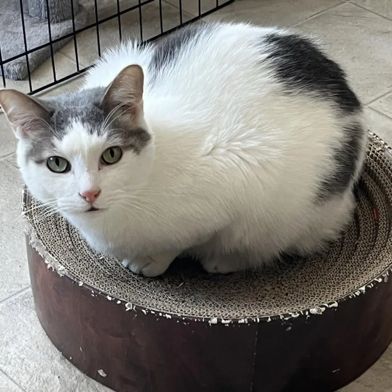 A senior small-sized male White Domestic Short Hair cat named Comet for adoption in Laramie, WY