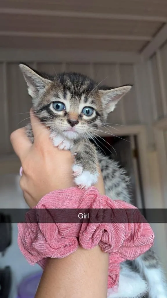 A baby small-sized female Domestic Short Hair cat named Miss Honey Bunch for adoption in Greensburg, IN