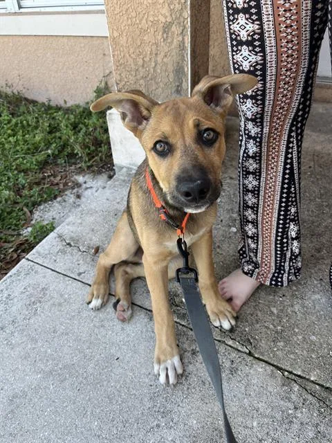 Rico