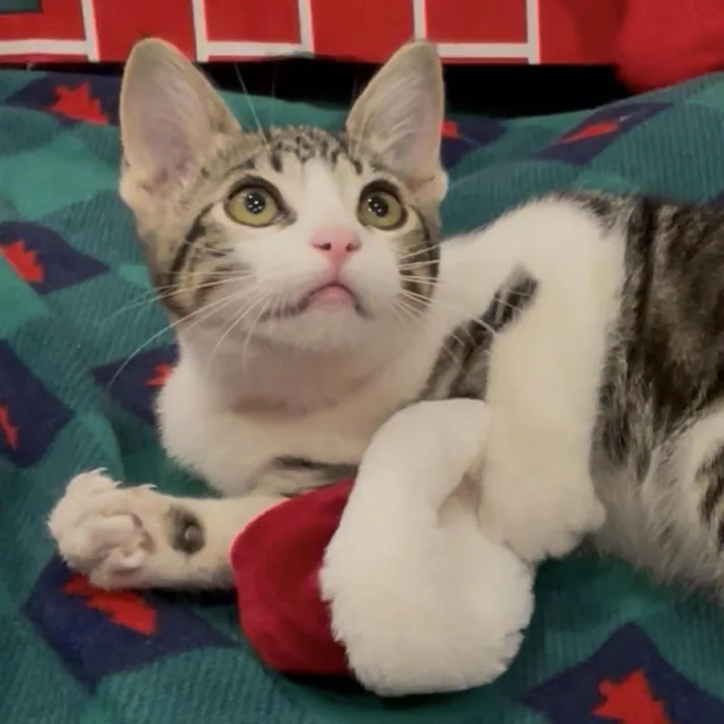 Smoothie thumbnail 2