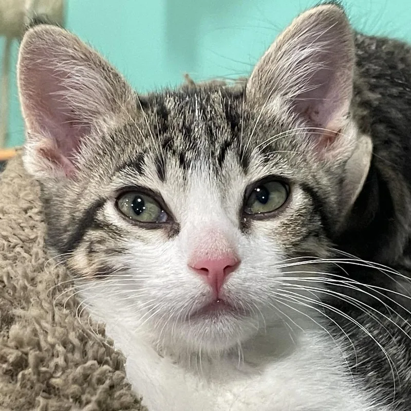 Smoothie thumbnail 3