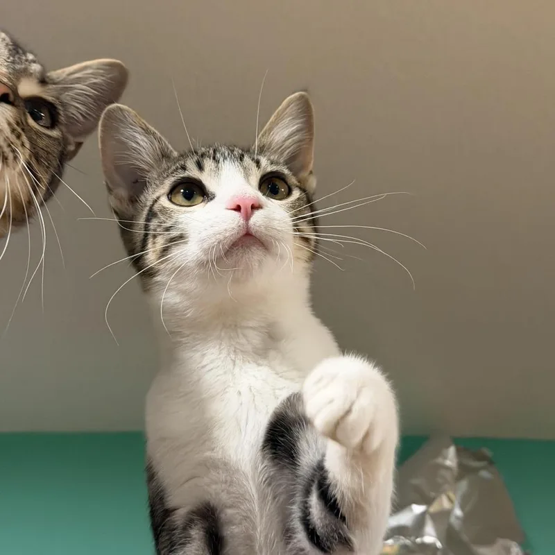 Smoothie thumbnail 4