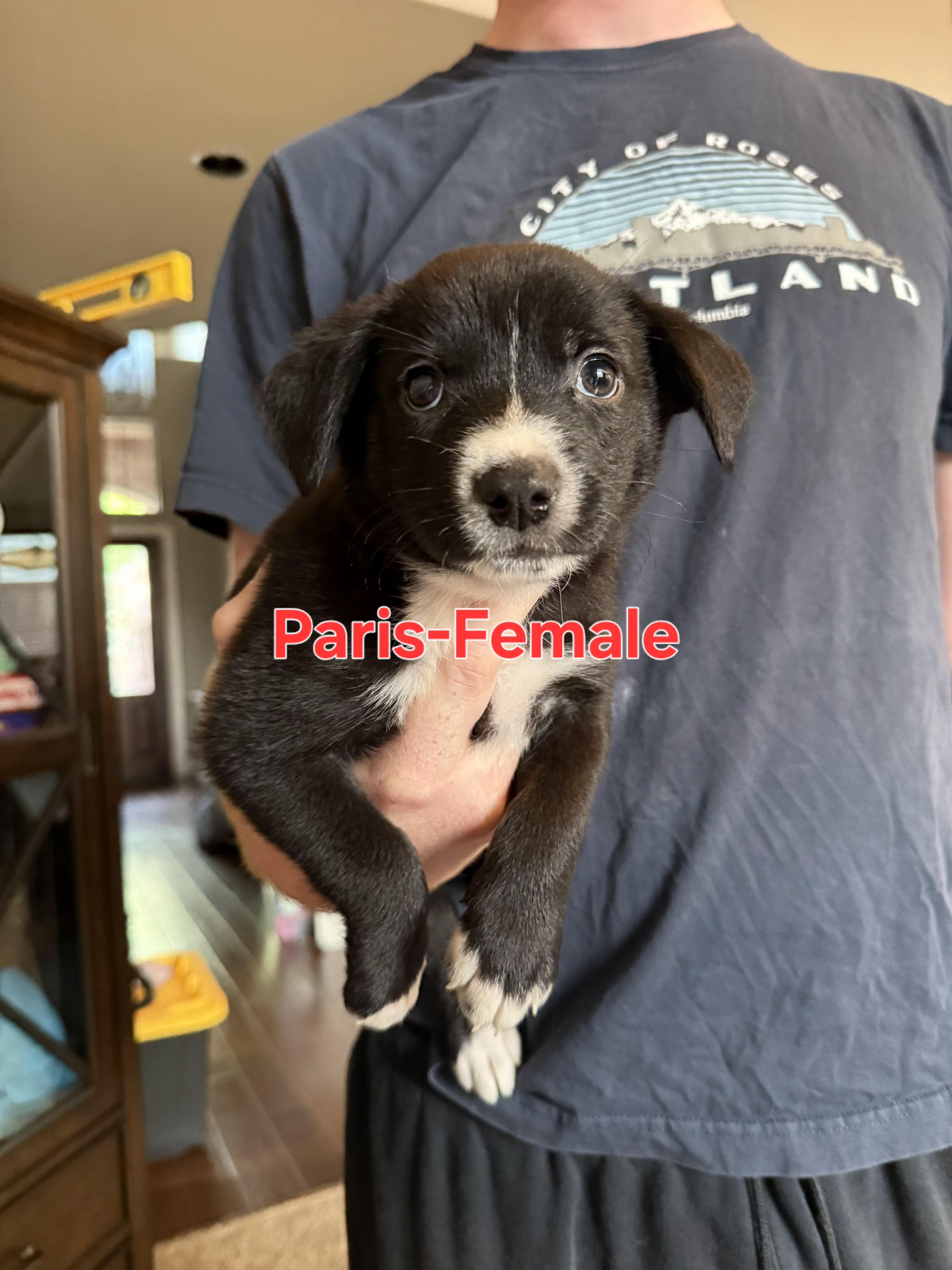 A baby small-sized female Australian Shepherd dog named Paris East for adoption in Arlington, TX