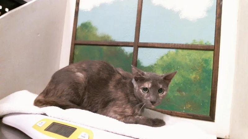 A young small-sized female Domestic Short Hair cat named Anchovy for adoption in Houston, TX