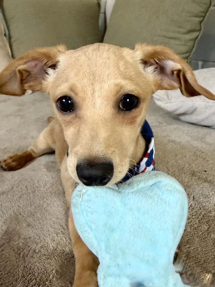A baby small-sized male Dachshund dog named Ragnar for adoption in San Leon, TX