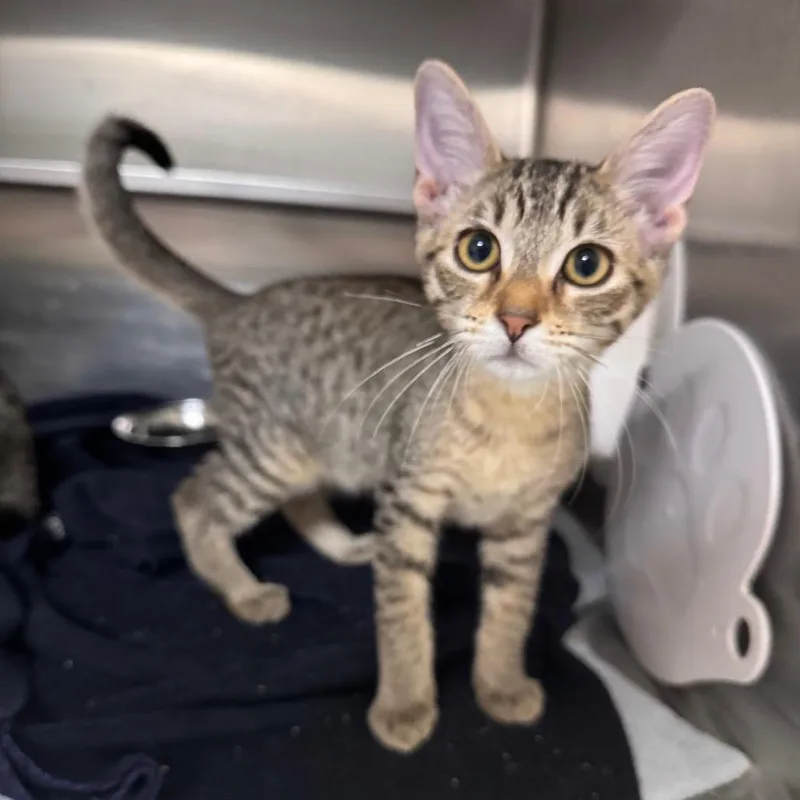 A baby small-sized male Brown / Chocolate Domestic Short Hair cat named Jeans for adoption in Middleburg, FL