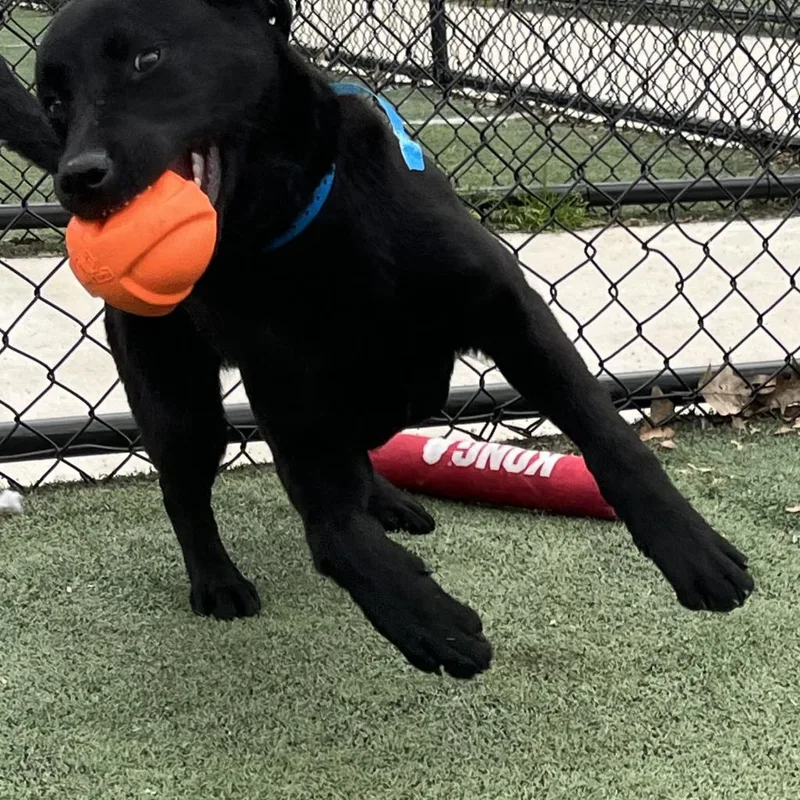 An adult medium-sized male Black Mixed Breed dog named Kendrick for adoption in Memphis, TN